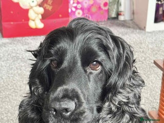 Cocker Spaniel dogs Dale - Advert 3