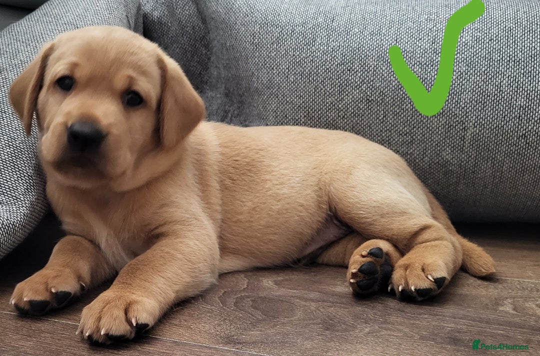 Labrador Retriever dogs for sale: Red fox Labrador retriever puppies  - Image 9