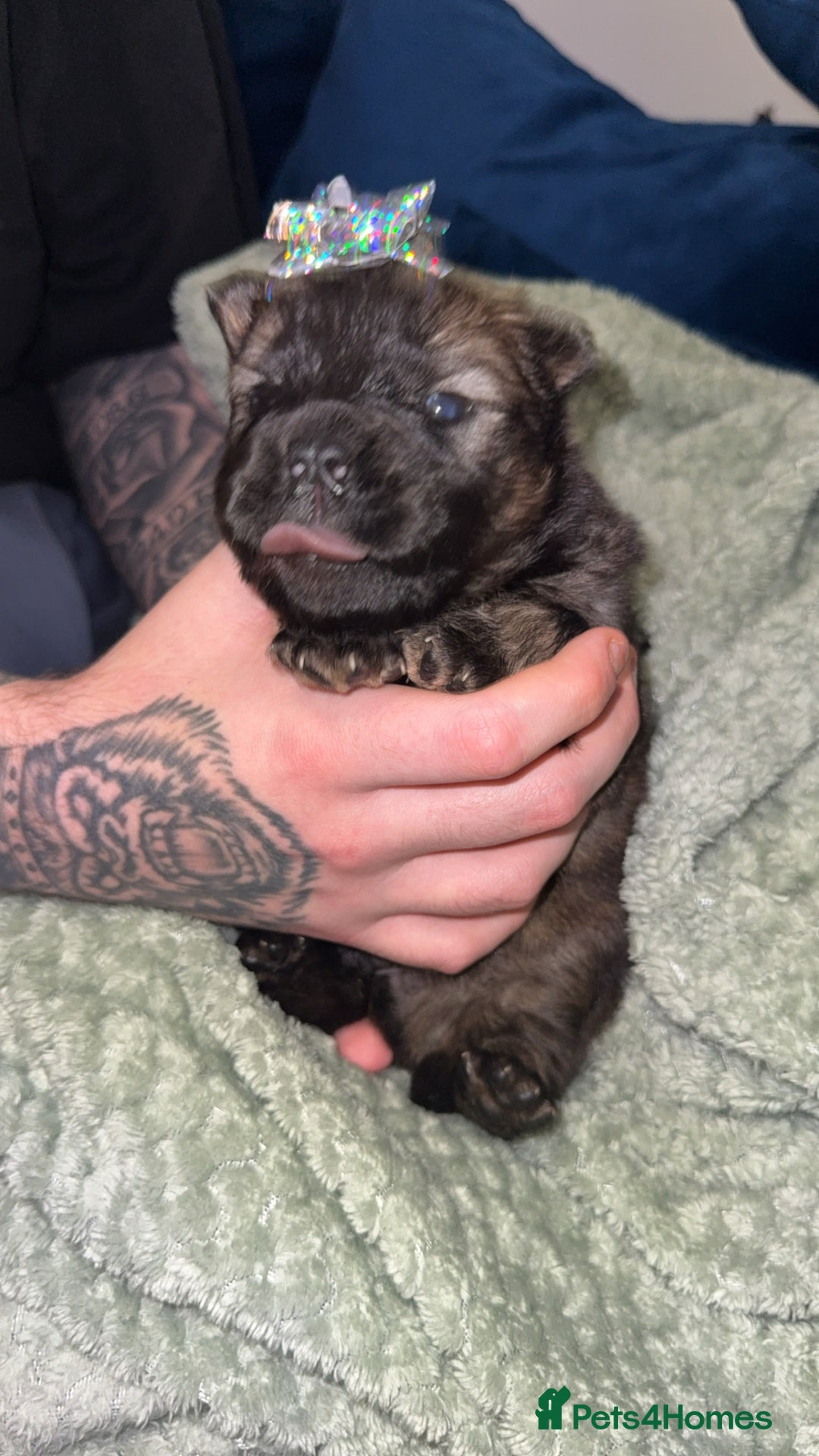 Chow Chow dogs for sale: Chow chow puppies  - Advert 3