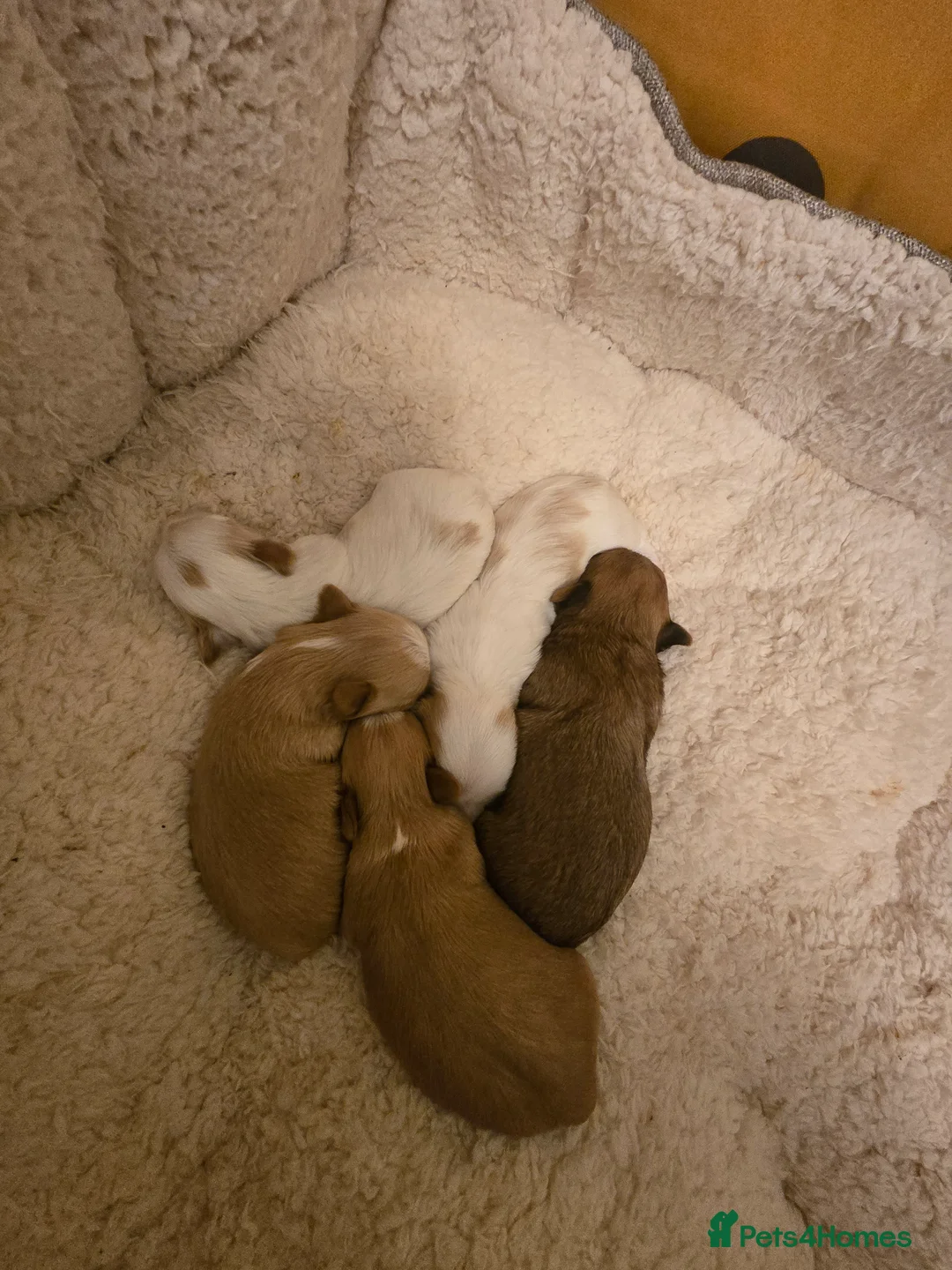 Yorkshire Terrier dogs for sale: wonderful puppies yorkshire terrier - Advert 19