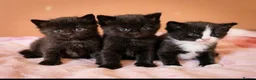 British Longhair cats for sale: Beautiful British long-haired kittens - Advert 2