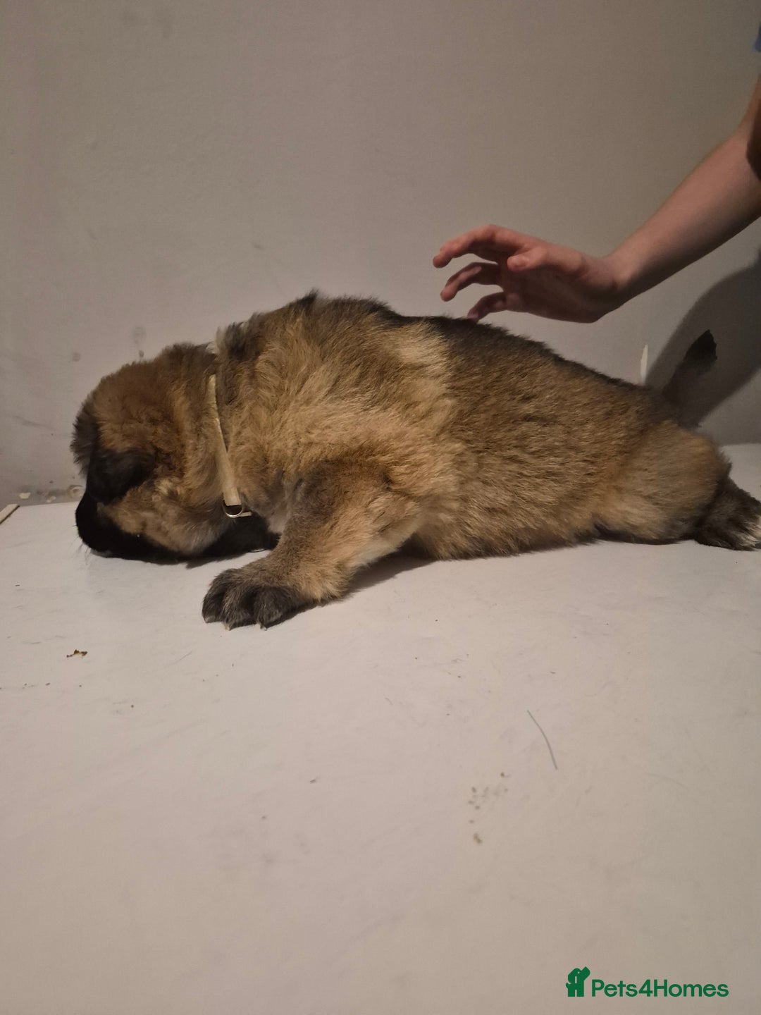 German Shepherd dogs for sale: 8 beautiful GSD puppies for sale  - Advert 21