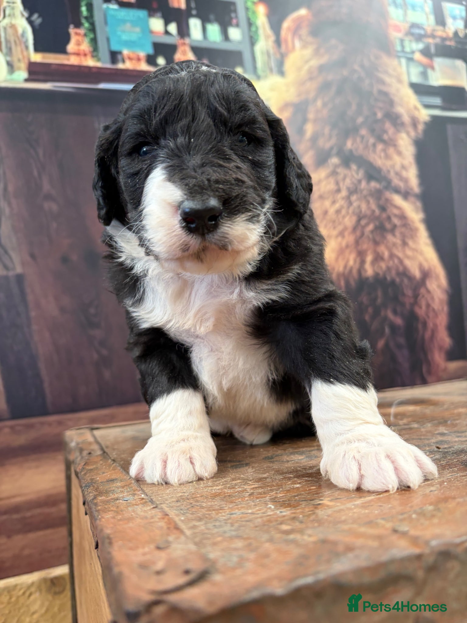 Bernedoodle dogs F1b Medium Size Bernedoodle  - Advert 1