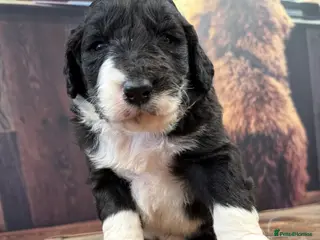 Bernedoodle dogs F1b Medium Size Bernedoodle - Advert 3