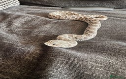 Snake reptiles for sale: Lavender Hognose Snake - Image 3