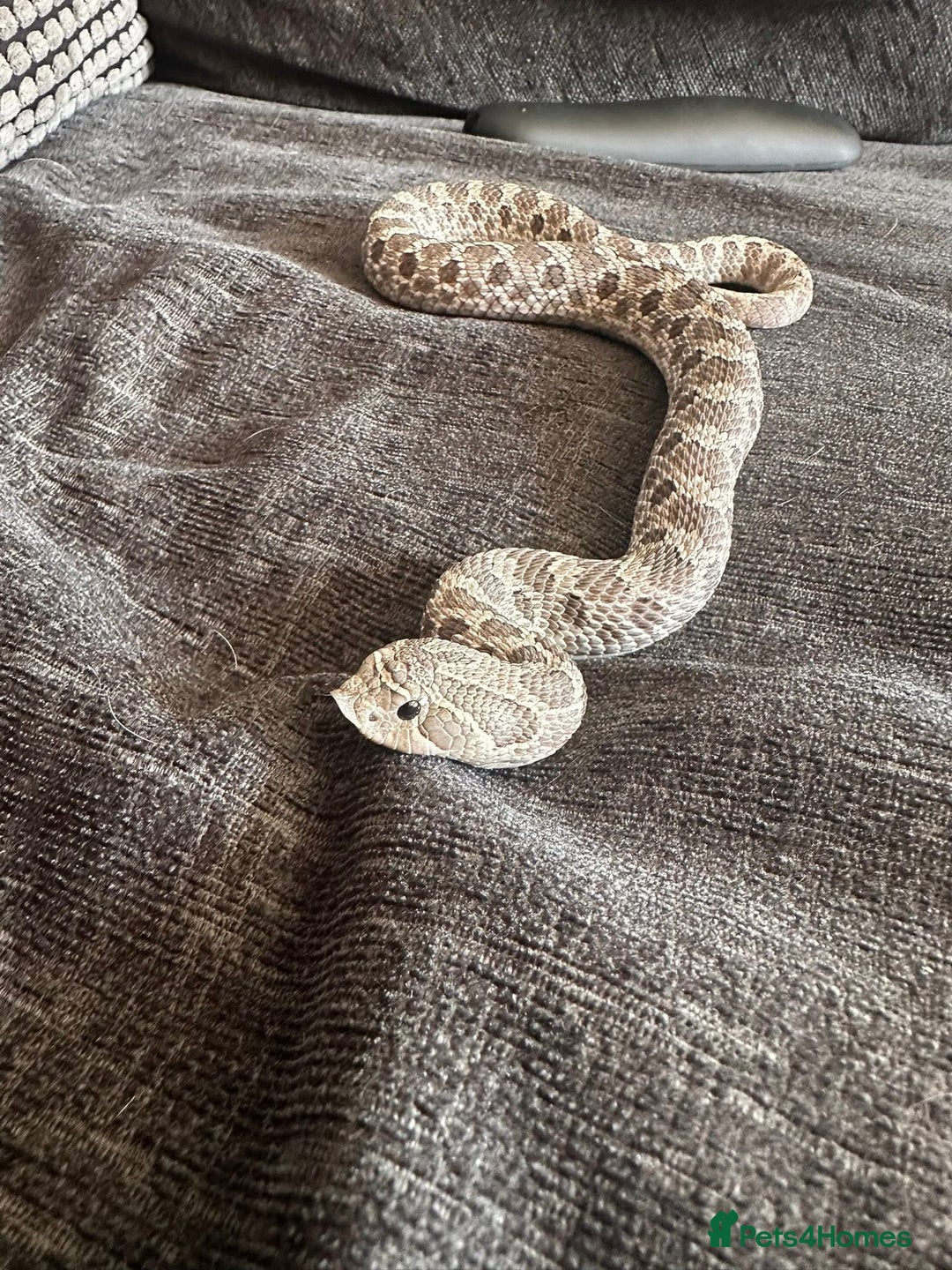 Snake reptiles for sale: Lavender Hognose Snake - Image 3