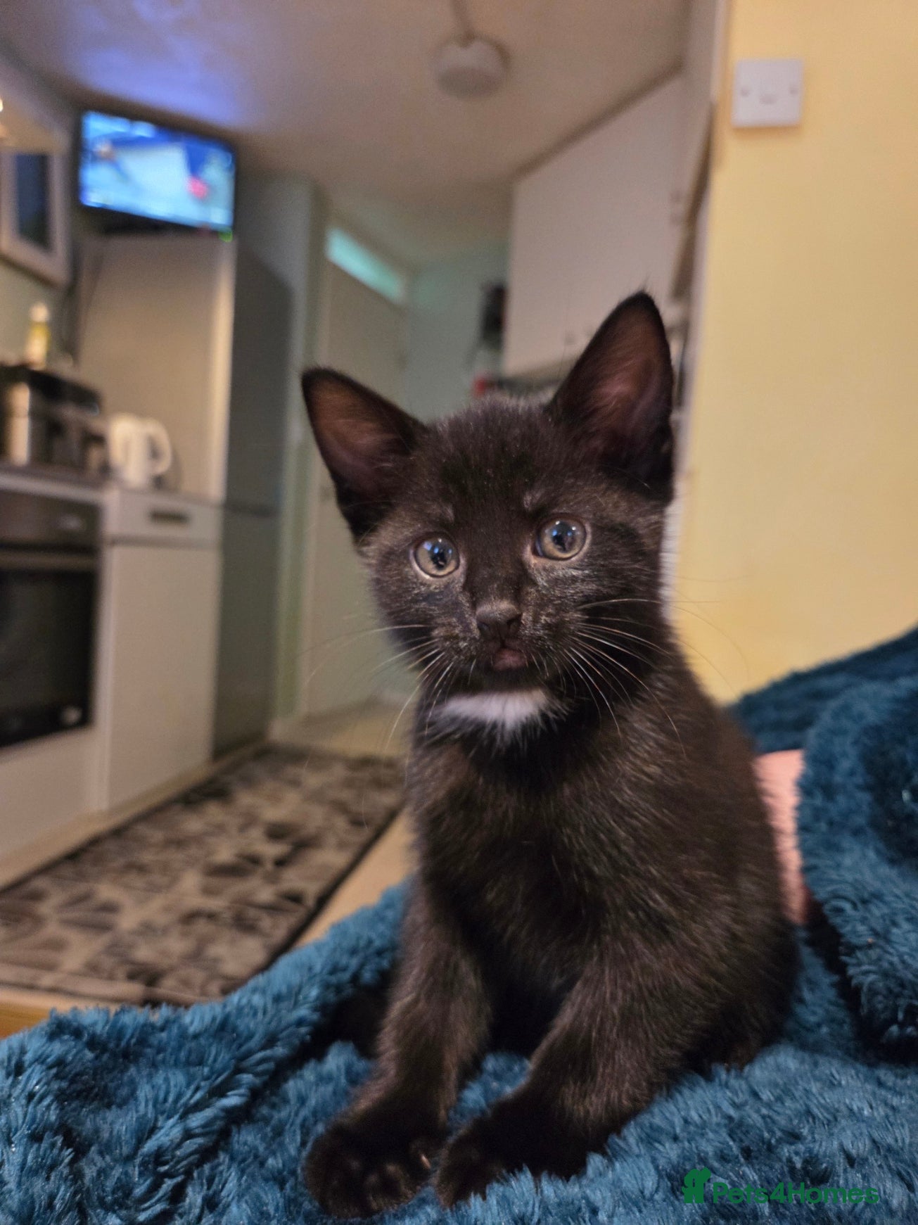 Mixed Breed cats Adorable All‑Black Kittens – Friendly, Playful  - Advert 3