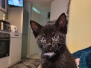 Mixed Breed cats Adorable All‑Black Kittens – Friendly, Playful - Advert 5
