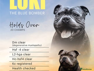 Staffordshire Bull Terrier dogs in Swansea - Advert 5