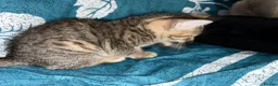 Mixed Breed cats for sale: 2 beautiful mixed tabby kittens available  - Advert 10