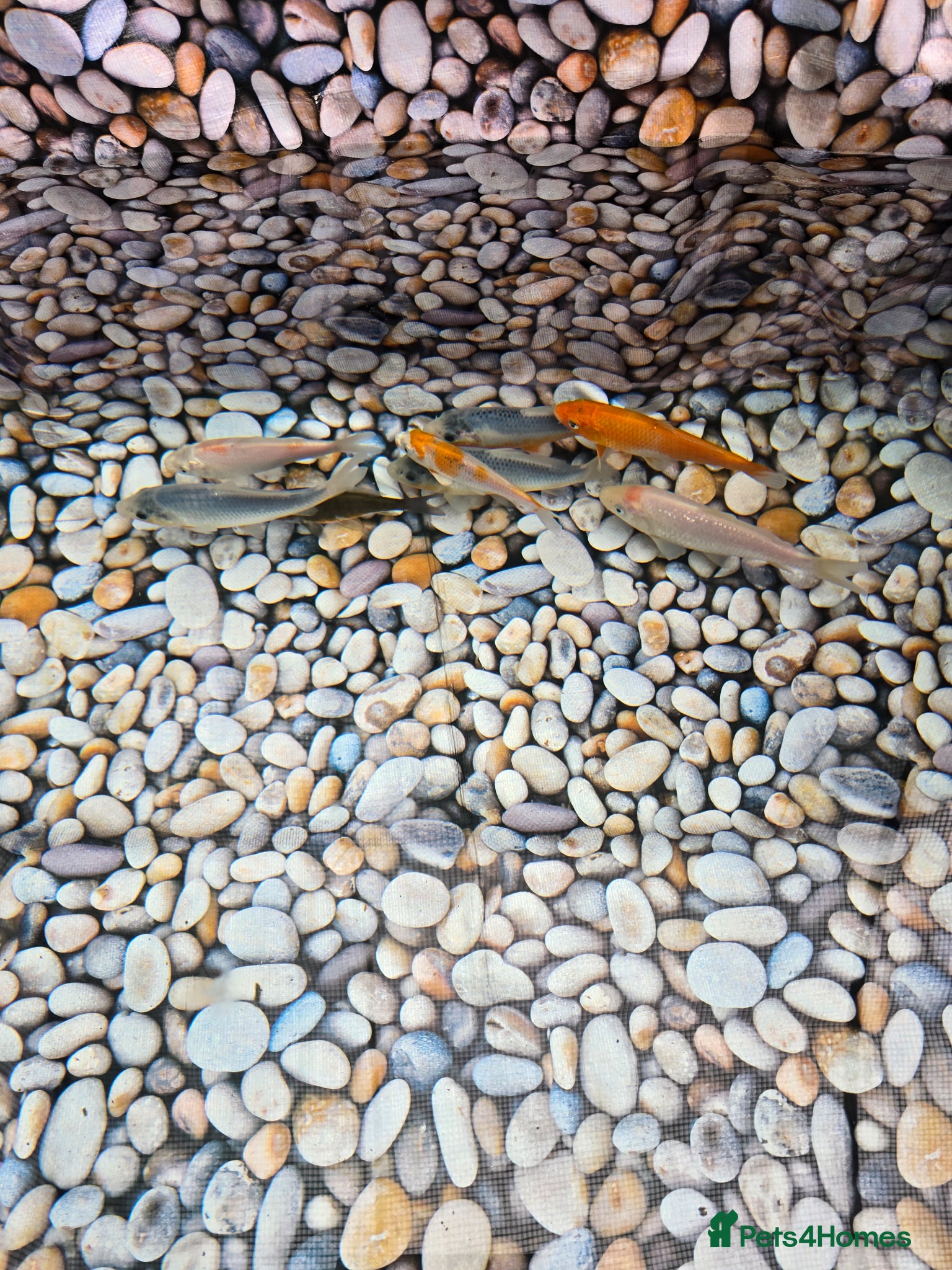 Koi Carp fish Koi Fish for Sale - Advert 3