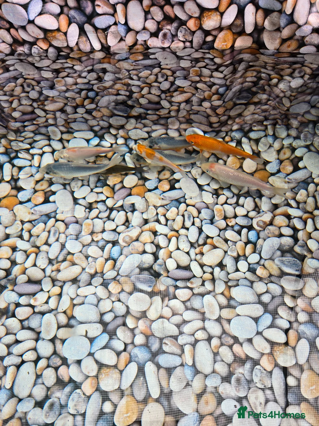 Koi Carp fish for sale: Koi Fish for Sale - Advert 1