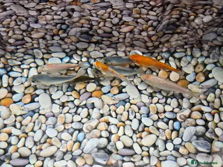 Koi Carp fish Koi Fish for Sale - Advert 3