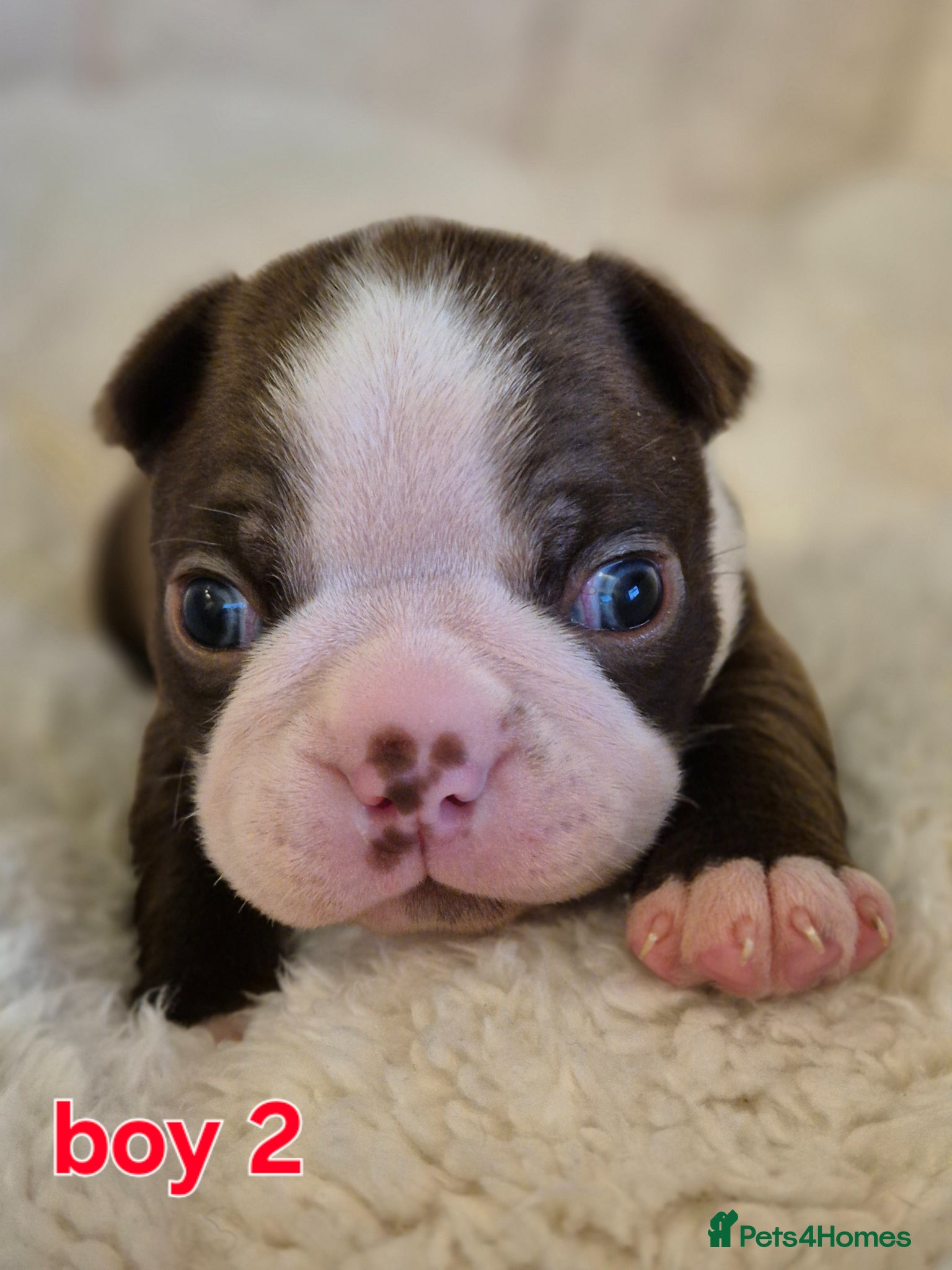 Boston Terrier dogs Kc Boston terrier puppies  - Advert 2
