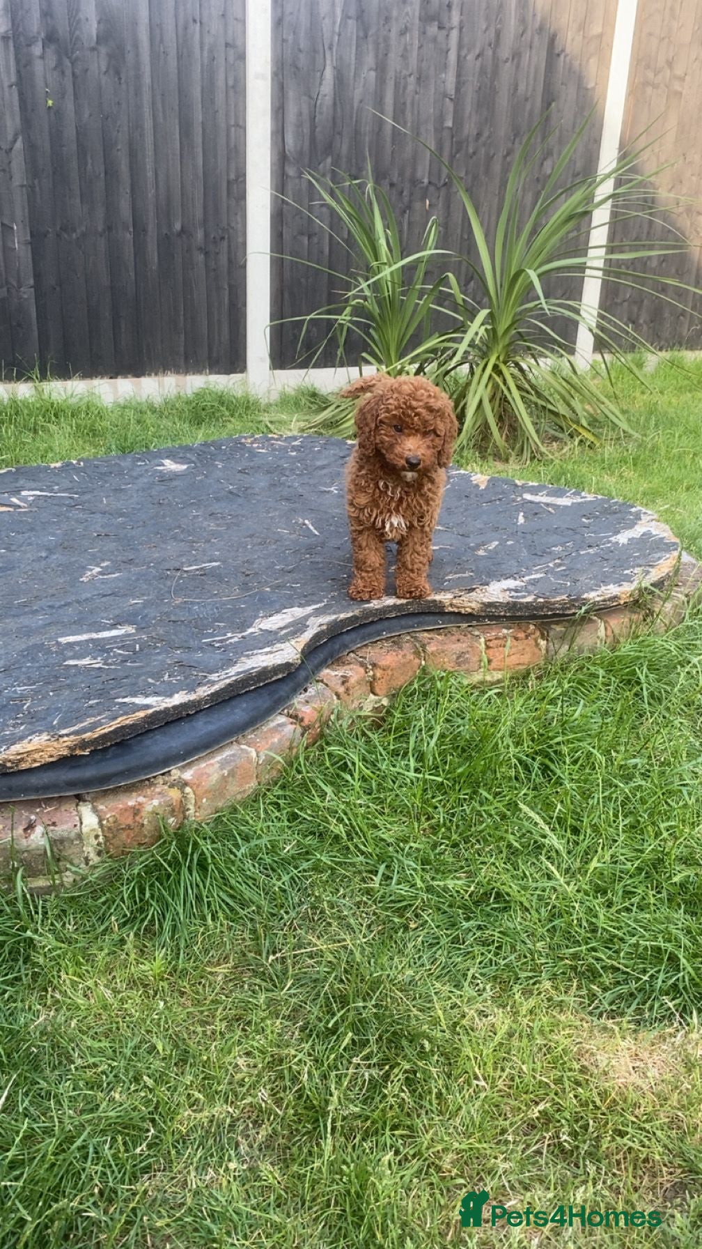 Cavapoo dogs fox red cavapoo - Advert 3