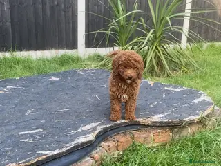 Cavapoo dogs fox red cavapoo - Advert 5