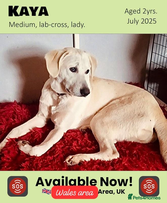 Mixed Breed dogs Kaya, 2 years approx. Available for adoption. in Brixham - Advert 1