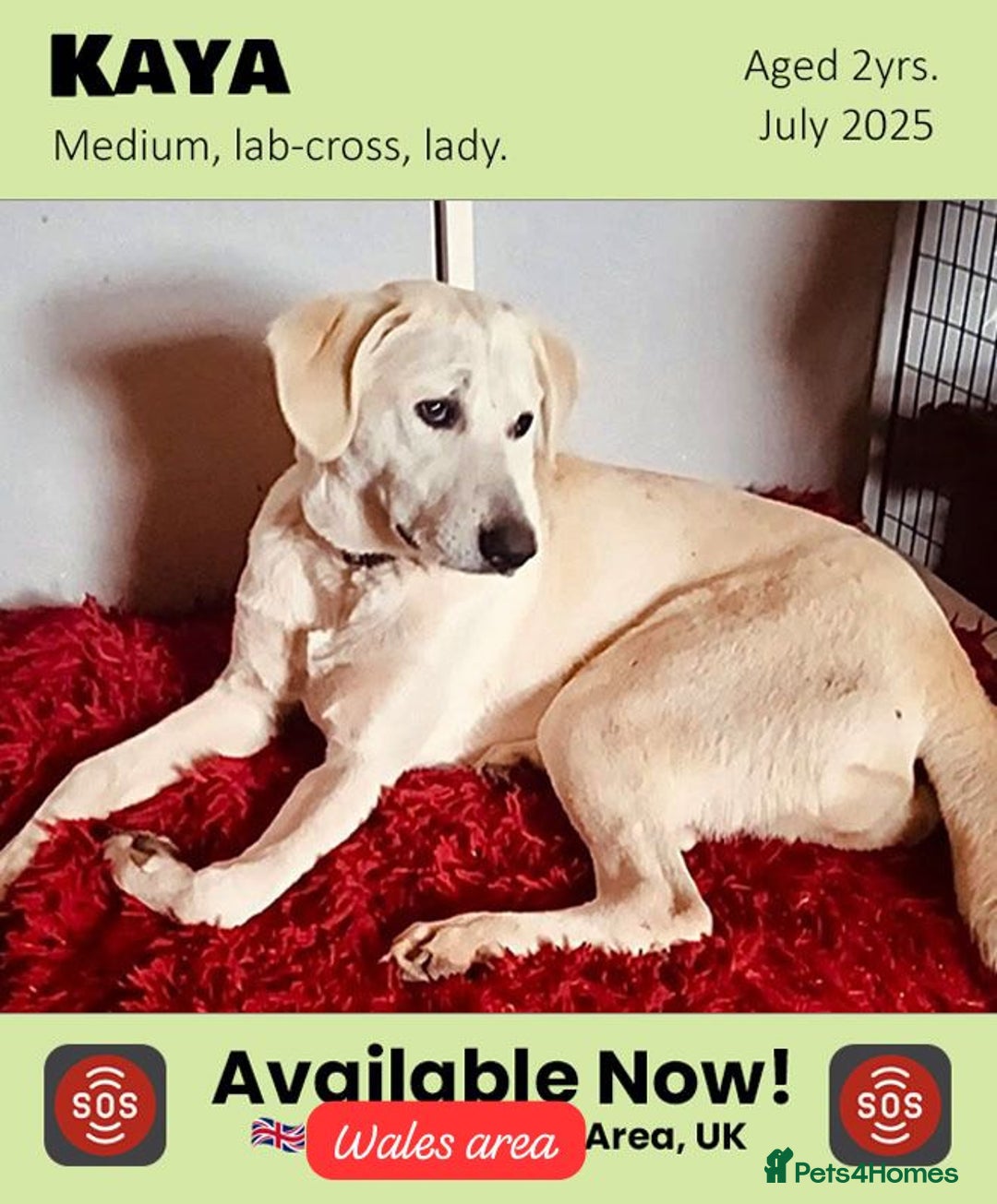 Mixed Breed dogs for adoption: Kaya, 2 years approx. Available for adoption. in Brixham - Advert 1