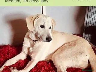 Mixed Breed dogs Kaya, 2 years approx. Available for adoption. in Brixham - Advert 4