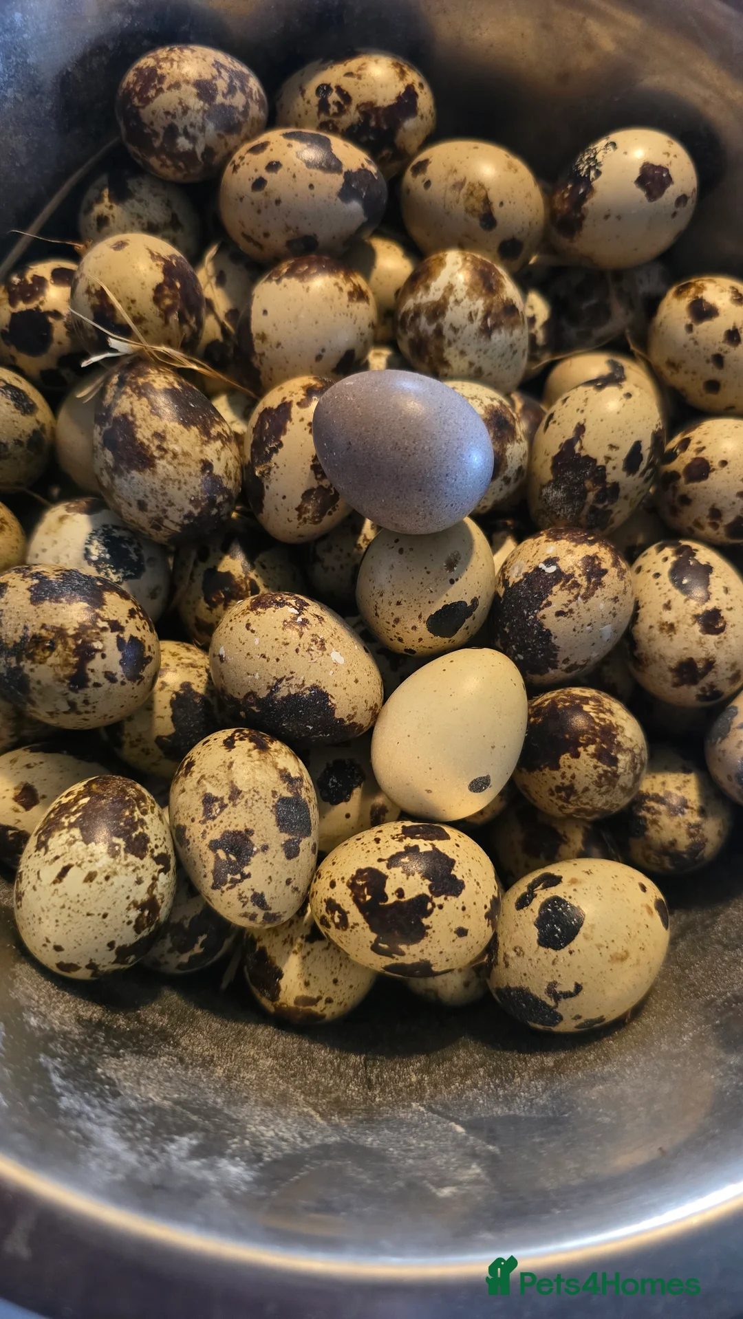 Quail poultry for sale: FERTILE COTURNIX EGGS  - Advert 3