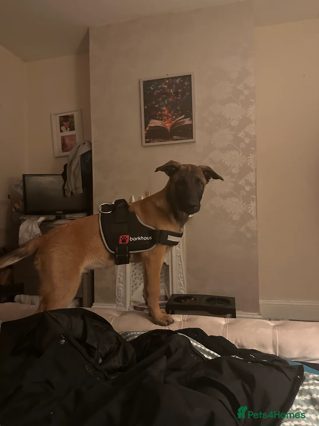 Belgian Shepherd Dog dogs for sale: Buddy, 4 months old - Advert 1