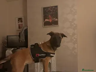 Belgian Shepherd Dog dogs Buddy, 4 months old - Advert 18