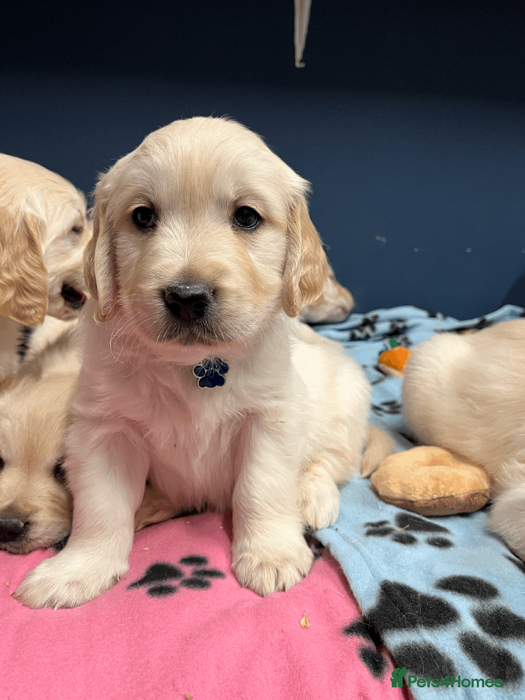 Golden Retriever dogs for sale: 🐶 Gorgeous Chunky Golden Retriever Puppies 🐶 - Advert 13