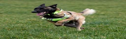 Belgian Shepherd Dog dogs for sale: 3 stunning Belgian malinois pups - Advert 14