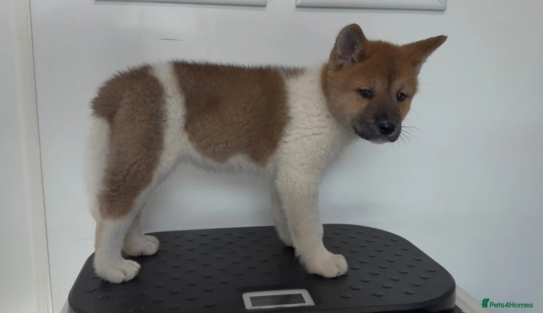 Akita dogs for sale: 2 Female KC American Akitas  in Alness - Advert 8