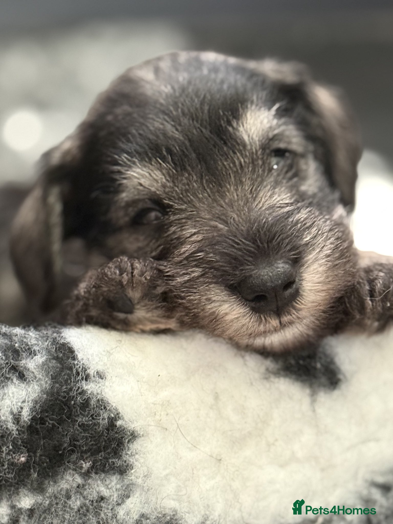 Miniature Schnauzer dogs MINIATURE SCHNAUZER PUPPIES RKC Registered - Advert 5