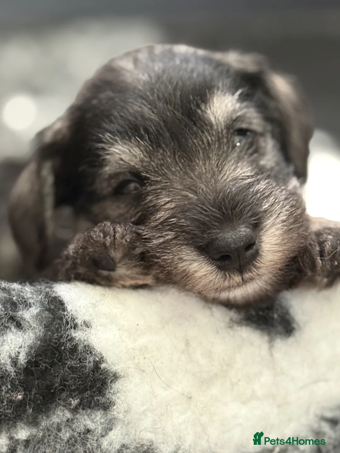 Miniature Schnauzer dogs for sale: MINIATURE SCHNAUZER PUPPIES RKC Registered in Ferryhill - Advert 1