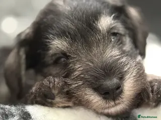 Miniature Schnauzer dogs MINIATURE SCHNAUZER PUPPIES RKC Registered - Advert 12
