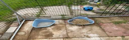 Dwarf Lop rabbits for sale: 3 Rabbits  in Leeds - Advert 5