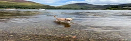 Cockapoo dogs for sale: Beautiful & fun 3 year old Cockapoo ‘Teddy’ - Advert 9