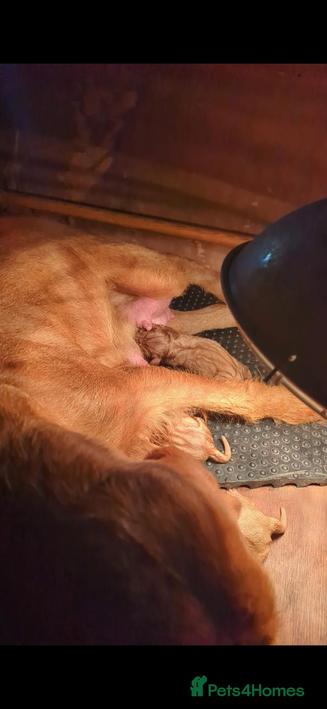 Hungarian Vizsla dogs for sale: 🐾 Adorable Vizsla Puppies – 4 Boys & 4 Girls! 🐾 in South Molton - Advert 2