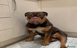 Olde English Bulldogge dogs for stud: 💥olde English bulldog stud💥 - Image 26