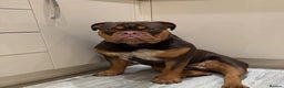 Olde English Bulldogge dogs for stud: 💥olde English bulldog stud💥 - Advert 26