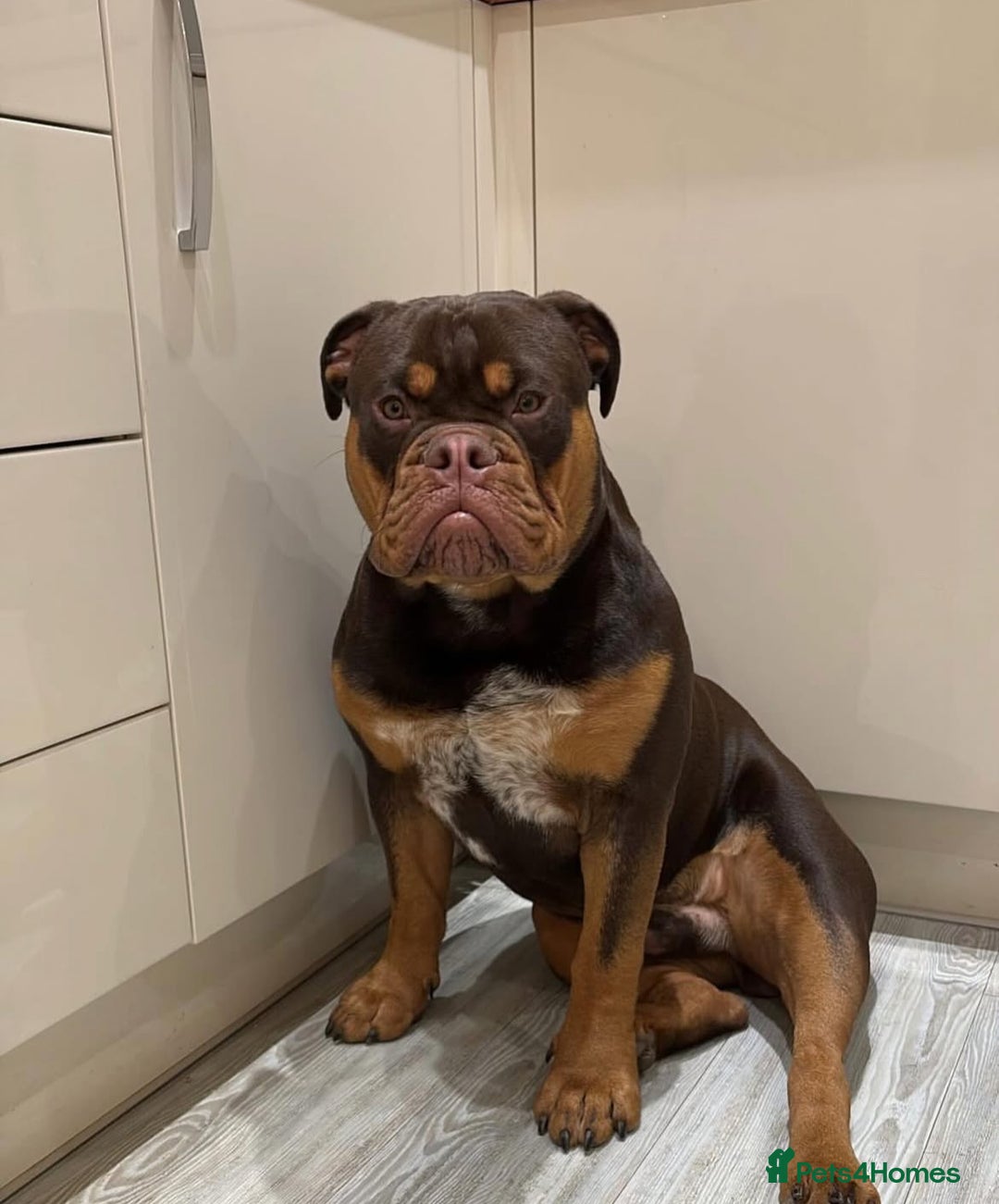 Olde English Bulldogge dogs for stud: 💥olde English bulldog stud💥 - Image 26