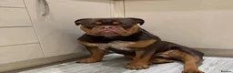 Olde English Bulldogge dogs for stud: 💥olde English bulldog stud💥 - Advert 26