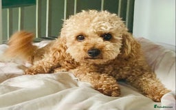 Toy Poodle dogs for stud:  toy poodle stud - Image 4
