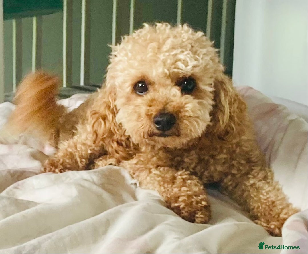 Toy Poodle dogs for stud:  toy poodle stud - Image 4