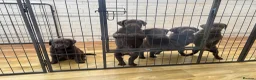 Labrador Retriever dogs for sale: Beautiful Chocolate Labrador Puppies - 09/03/2026 - Advert 16
