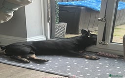 French Bulldog dogs for sale: Urgent rehome needed - Image 11