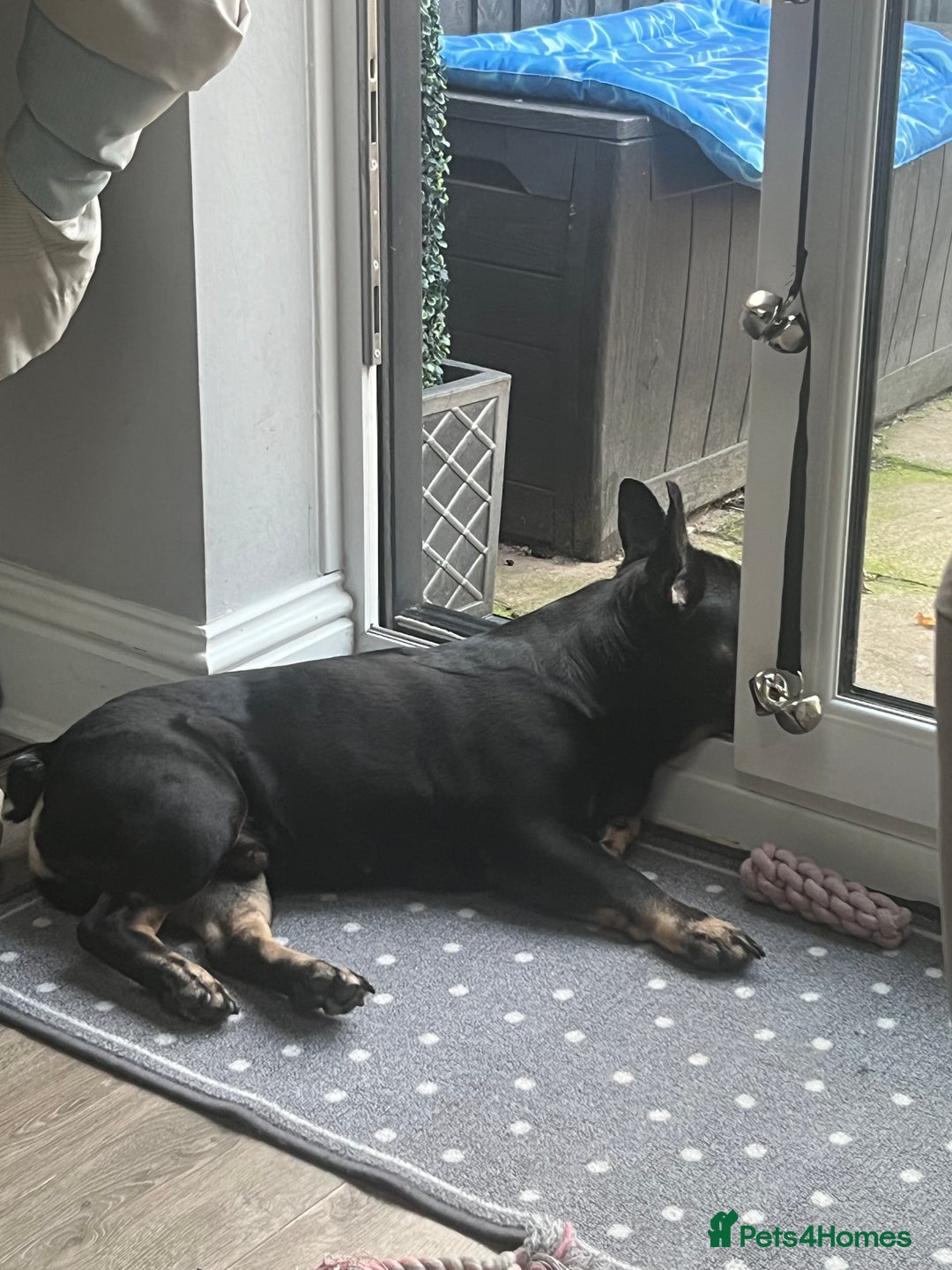 French Bulldog dogs for sale: Urgent rehome needed - Image 11