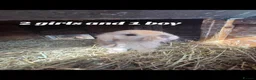 Mini Lop rabbits for sale: Mini Lops - Advert 3