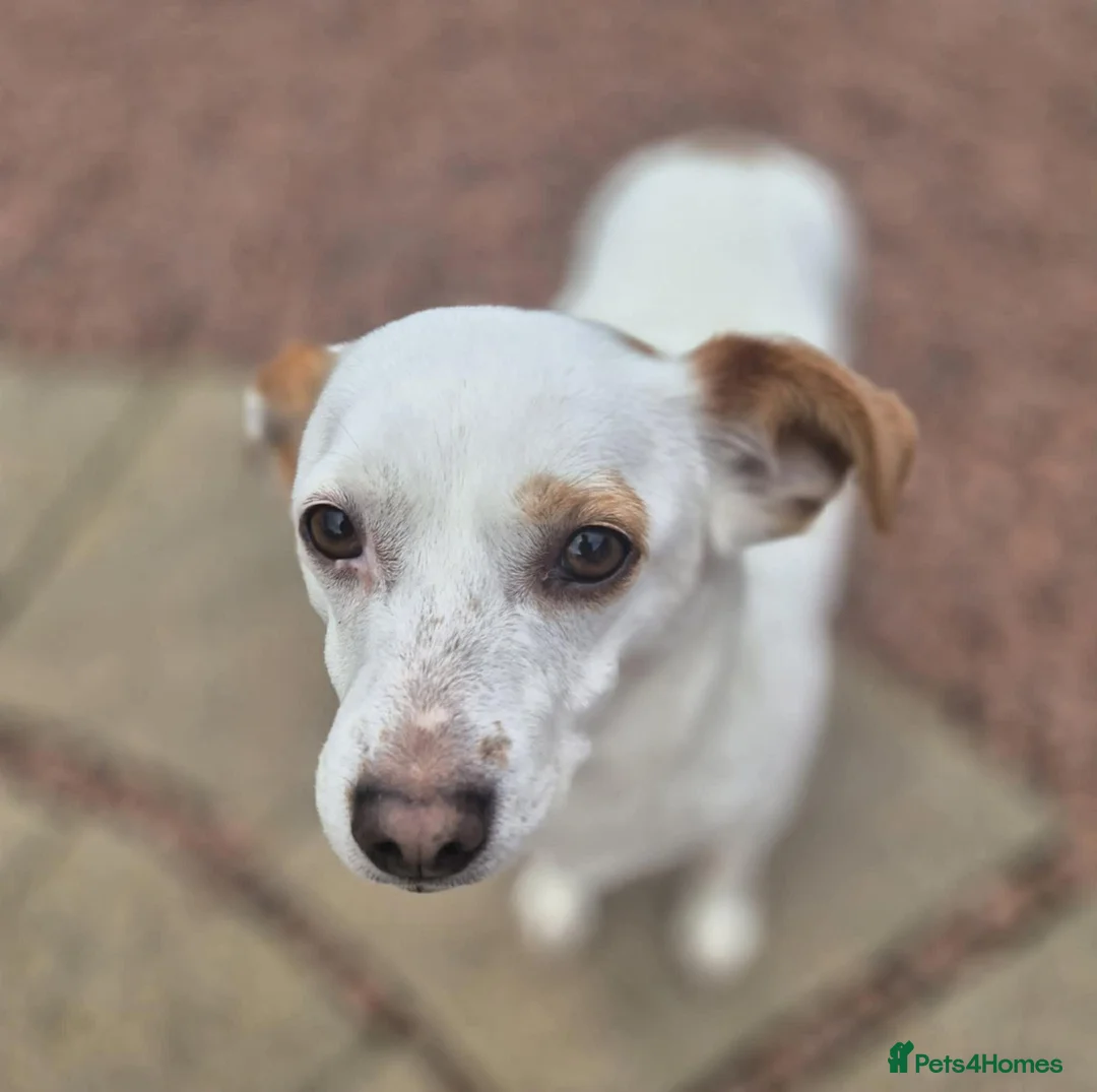 Mixed Breed dogs for adoption: Lottie - In Ayr looking for a home - Advert 6