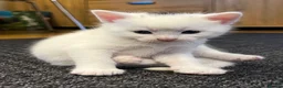 Mixed Breed cats for sale: Adorable Kittens for Sale – Raised with Kids! 🐾 - Advert 3