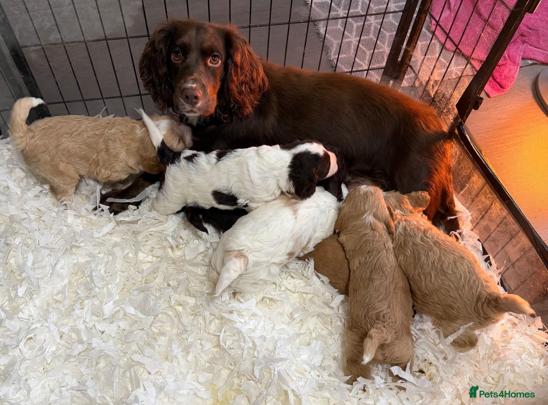 Cockapoo dogs for sale: Cockerpoo - Advert 2