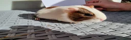 Guinea Pig rodents for sale: Baby Guinea Pigs  in Usk - Advert 24