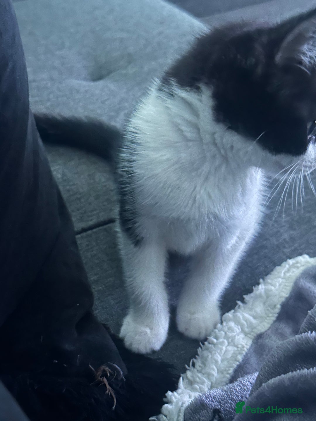 Mixed Breed cats for sale: Baby boy kitten for sale - Advert 12